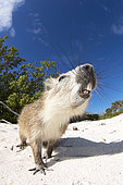 Cuban Hutia (Capromys pilorides) on beach, Jardines de la Reina National Park, Cuba