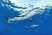 Caribbean reef sharks (Carcharhinus perezi), Jardines de la Reina National Park, Cuba