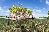 Mangrove island in split view, Jardines de la Reina National Park, Cuba