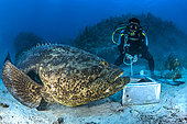Goliath grouper (Epinephelus itajara) and diver, Jardines de la Reina National Park, Cuba