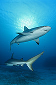 Caribbean reef sharks (Carcharhinus perezi), Jardines de la Reina National Park, Cuba