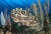 Black Grouper (Mycteroperca bonaci), Jardines de la Reina National Park, Cuba
