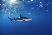 Caribbean reef shark (Carcharhinus perezi), Jardines de la Reina National Park, Cuba