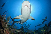Caribbean reef shark (Carcharhinus perezi), Jardines de la Reina National Park, Cuba