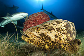 Goliath grouper (Epinephelus itajara) and Caribbean reef sharks (Carcharhinus perezi), Jardines de la Reina National Park, Cuba