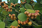 Chumbera, Tuna (Opuntia ficus-indica), is native to America and has been introduced intentionally being abundant throughout the archipelago. Island of El Hierro. Canary Islands.