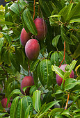 Cultivation of mango, Island of La Gomera, Canary Islands.
