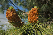 Canary pine (Pinus canariensis), National Park of the Caldera de Taburiente, Island of La Palma, Canary Islands.