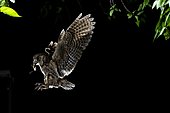 Eurasian scops-Owl (Otus scops) in flight with prey at night, Guadarrama National Park, Spain