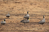 Yellow-billed Duck (Anas undulata) group on ground, Bale Mountains, Ethiopia