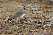Spot-breasted Lapwing (Vanellus melanocephalus) on ground, Bale Mountains, Ethiopia