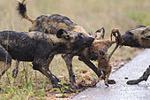 African Wild Dog sharing a prey (Lycaon pictus), South Africa, Kruger national park