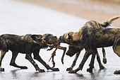 African Wild Dog sharing a prey (Lycaon pictus), South Africa, Kruger national park