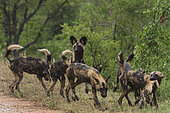 African Wild Dog (Lycaon pictus) with prey in the mouth, South Africa, Kruger national park