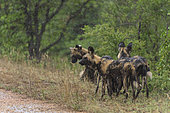 African Wild Dog (Lycaon pictus) pack in the rain, South Africa, Kruger national park