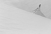 Mountain hare (Lepus timidus) eating, in winter white coat, Alps, Valais, Switzerland.