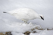 Rock Ptarmigan (Lagopus mutus) male in winter livery looking for food in the snow Vaud Alps, Switzerland.