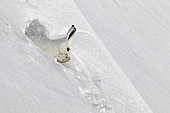 Lièvre variable (Lepus timidus) au gîte en pelage blanc d'hiver dans les Alpes, Valais, Suisse.