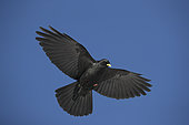 Alpine Chough (Pyrrhocorax graculus) in flight, Alps, Switzerland