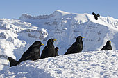 Alpine Chough (Pyrrhocorax graculus) on snow, Alps, Switzerland