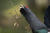 Western Capercaillie (Tetrao urogallus) male eating, Jura, Switzerland.