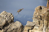 Rock Partridge (Alectoris graeca) jumping on rock, Alps, Switzerland