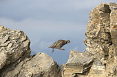 Rock Partridge (Alectoris graeca) jumping on rock, Alps, Switzerland