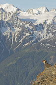 Rock Partridge (Alectoris graeca) on rock, Alps, Switzerland