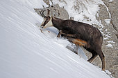 Alpine Chamois (Rupicapra rupicapra) eating on snow, Jura, Switzerland.