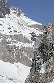 Rock Ptarmigan (Lagopus mutus) male in spring livery on snowy cliff, Vaud Alps, Switzerland.