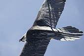 Bearded vulture (Gypaetus barbatus) in flight in the Valais Alps, Switzerland.
