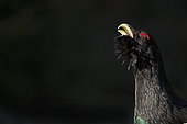Western Capercaillie (Tetrao urogallus) male displaying on black background, Jura, Switzerland.