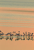 Greater Flamingo (Phoenicopterus roseus). Resting at dusk at the Laguna de Fuente de Piedra near the town of Antequera. This is the largest natural lake in Andalusia and Europe's only inland breeding ground for this species. Malaga province, Andalusia, Spain.