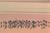 Greater Flamingo (Phoenicopterus roseus). Resting at dusk at the Laguna de Fuente de Piedra near the town of Antequera. This is the largest natural lake in Andalusia and Europe's only inland breeding ground for this species. Malaga province, Andalusia, Spain.
