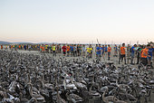 Volunteers at the Laguna de Fuente de Piedra near the town of Antequera have captured immature Greater Flamingos (Phoenicopterus roseus) which will be ringed and go through a medical check. This is the largest natural lake in Andalusia and Europe's only inland breeding ground for this species. Malaga province, Andalusia, Spain.
