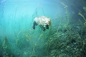 European Beaver (Castor fiber) approaching under water for curiosity, Savoie, France