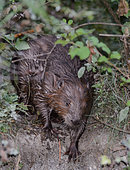 European beaver (Castor fiber) emerging at dusk. Dead Arm of the Rhone River, Savoie, France