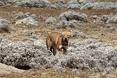 Simian jackal (Canis simensis) eating a mole rat among Cape Gold, Bale Mountains, Ethiopia