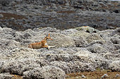 Simian jackal (Canis simensis) young among Cape Gold, Bale Mountains, Ethiopia