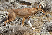 Simian jackal (Canis simensis), Bale Mountains, Ethiopia