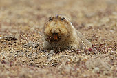 Big-headed mole rat (Tachyoryctes macrocephalus), Bale Mountains, Ethiopia