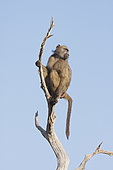 Chacma baboon (Papio ursinus) sitting in a tree, Kruger, South Africa