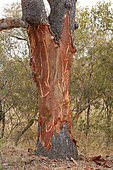 Debarking and marks of tusks on a tree trunk after passage of an African Elephant (Loxodonta africana), Kruger, South Africa