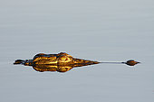 Reflection of Nile Crocodile (Crocodylus niloticus), Kruger, South Africa
