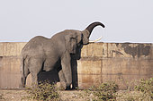 African Elephant (Loxodonta africana) drinking in a reservoir, Kruger, South Africa