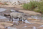 White Rhinoceros (Ceratotherium simum) crossing a river, Kruger, South Africa