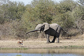 African elephant (Loxodonta africana) hunting an Impala (Aepyceros melampus) at a waterhole, Kruger, South Africa