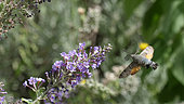 Olive Bee Hawk-moth (Macroglossum stellatarum) foraging on a Buddleia, Provence, France