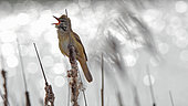 Great Reed Warbler (Acrocephalus arundinaceus) singing on cattail, Krynky Poland
