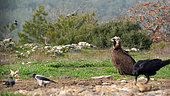 Monk Vulture (Aegypius monachus) adult on ground, resident, winter, Greece